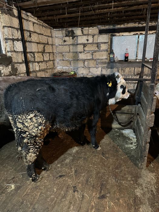 Откорм Бұқа сатылады