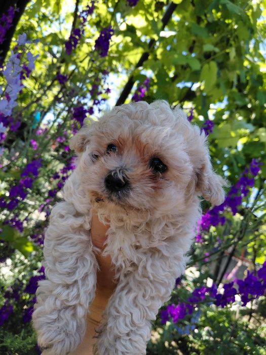 Catel Bichon Malez