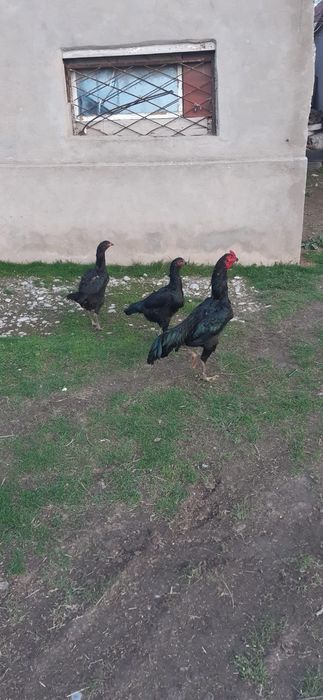 Кораз тауык сатылады срочна.