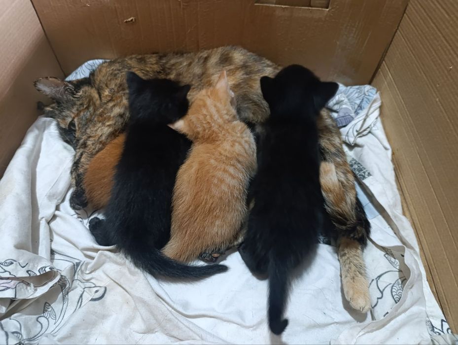 Отдаём кошку и котят в хорошие руки!
