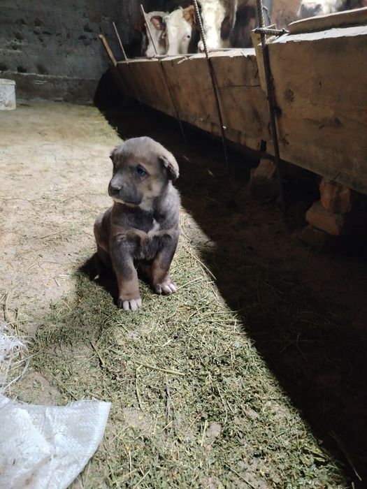 Продам щенка 1 мес