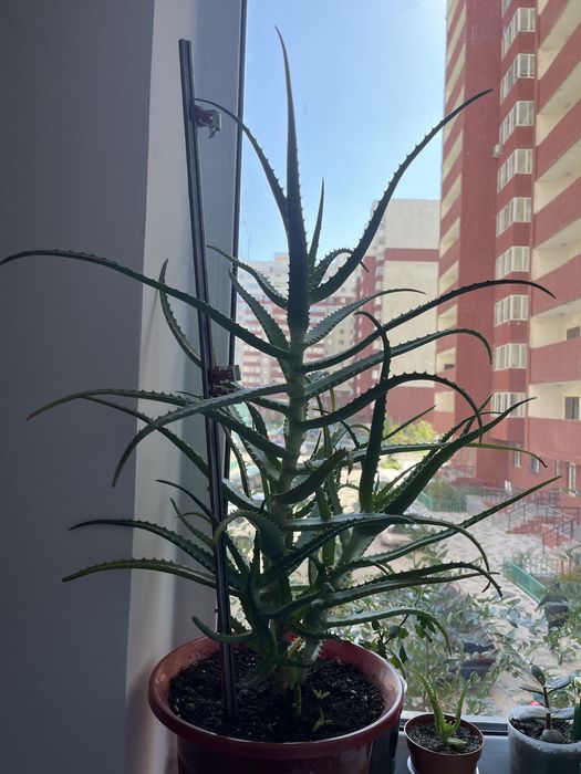 Комнатные растения