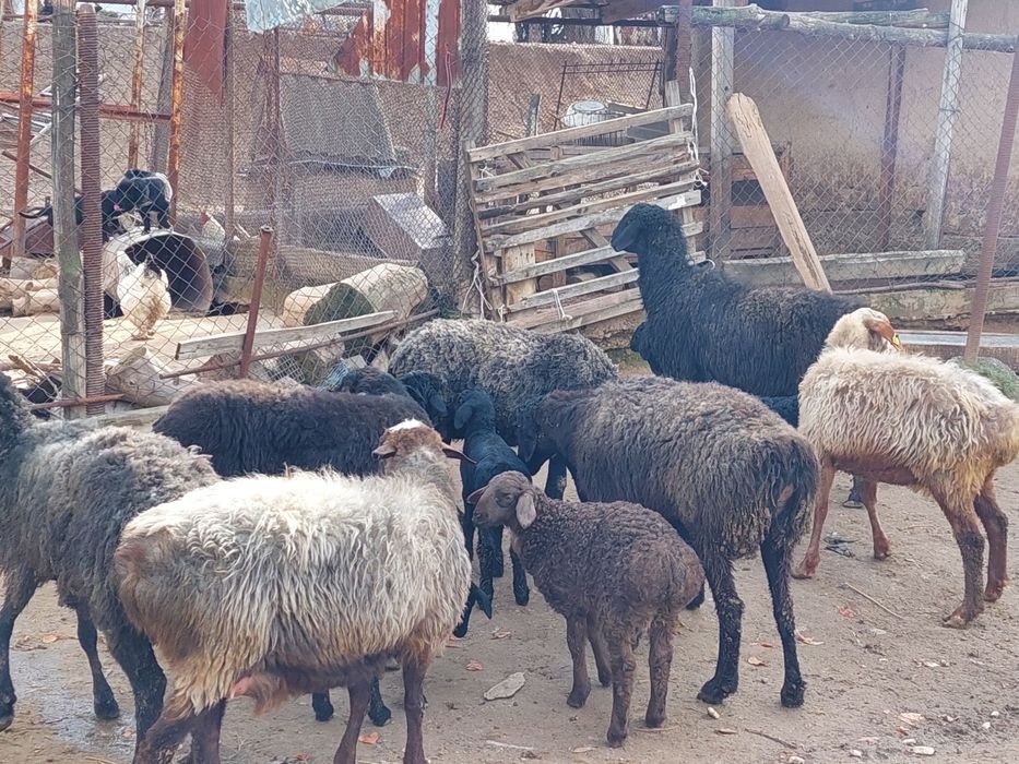 Жас ірі денелі қозылы қойлар сатылады