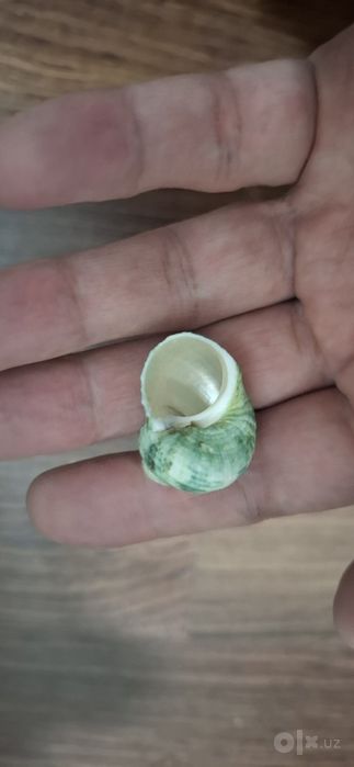 Морская ракушка для аквариума