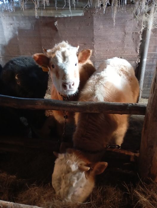 Продам телят 10 голов оптом