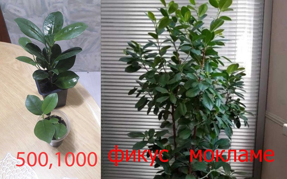 Комнатные  цветы