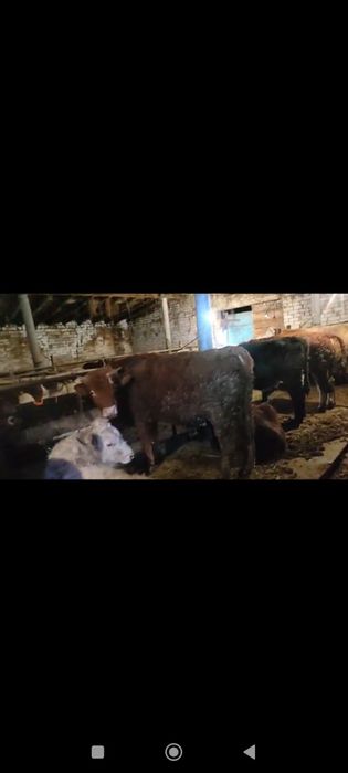 Бычок ,откорм сатылады