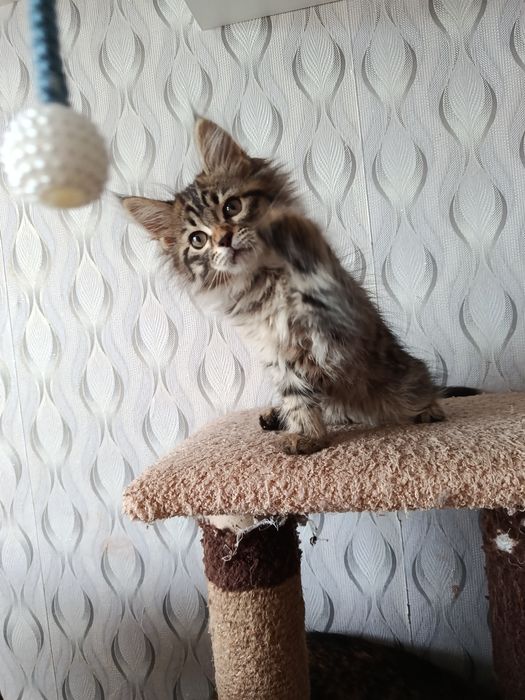Продам милых котят Мейн-кун