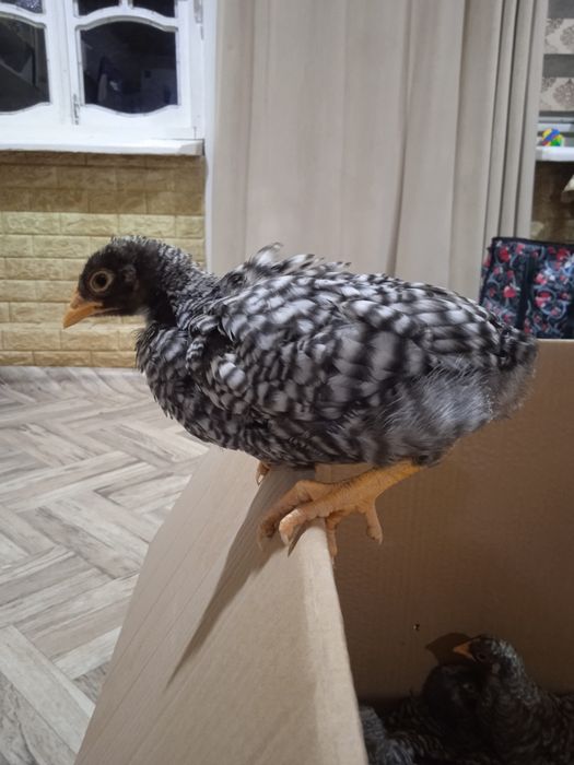 Amroks jojalari sotiladi 35 min 1 oyligi