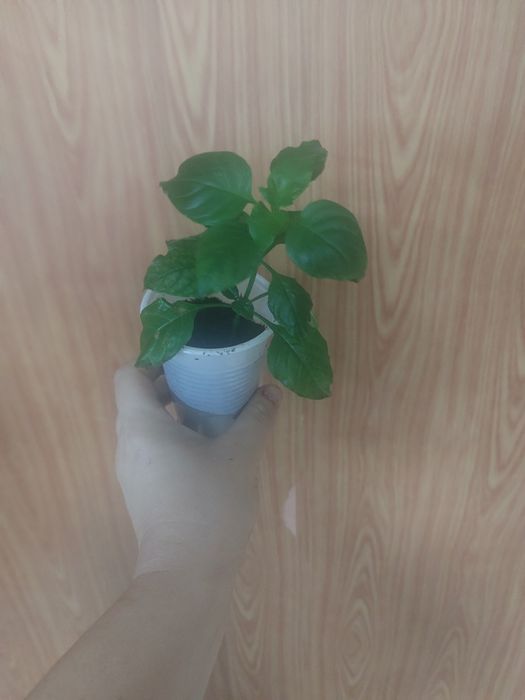 Комнатные цветы разные