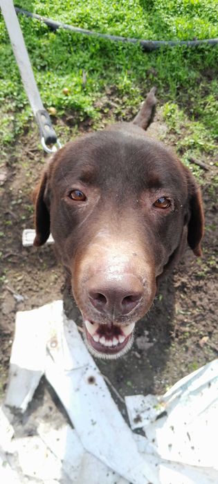 Лабрадор 7 месяцев кобель Лабрадор 7 ойлик угил бола