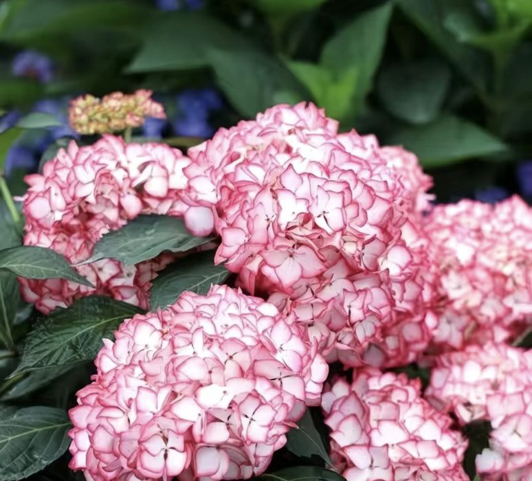 Продам ростки Гортензии, есть 20 видов,