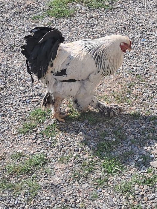 Брам кораздар 2штук