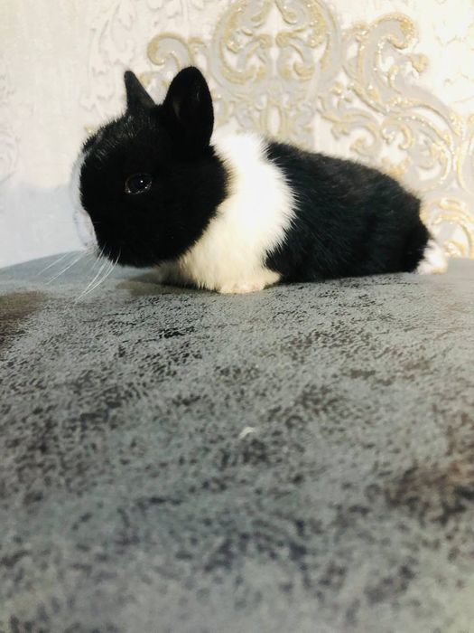 Karlikoviy quyonlar sotiladi