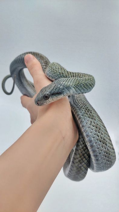 Змеи разные виды