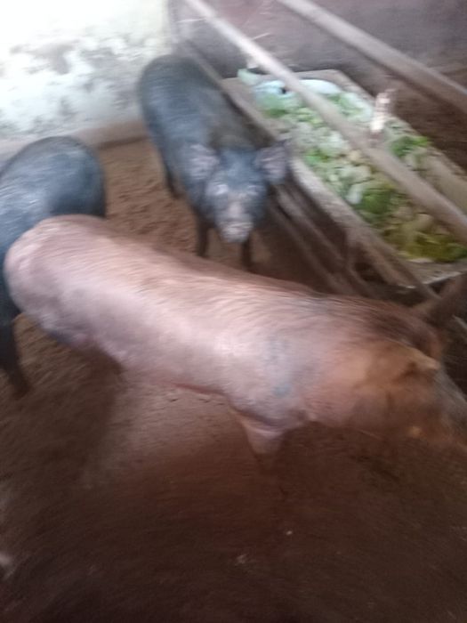 Продам свиней 8 месяцев