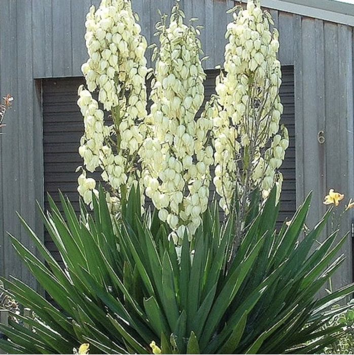 Yucca de grădină in ghiveci  Producător plante ornamentale și Arbuști fructiferi  yucca filamentosa