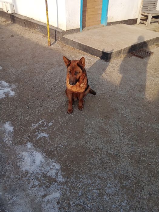 Срочно продам немецкую овчарку.