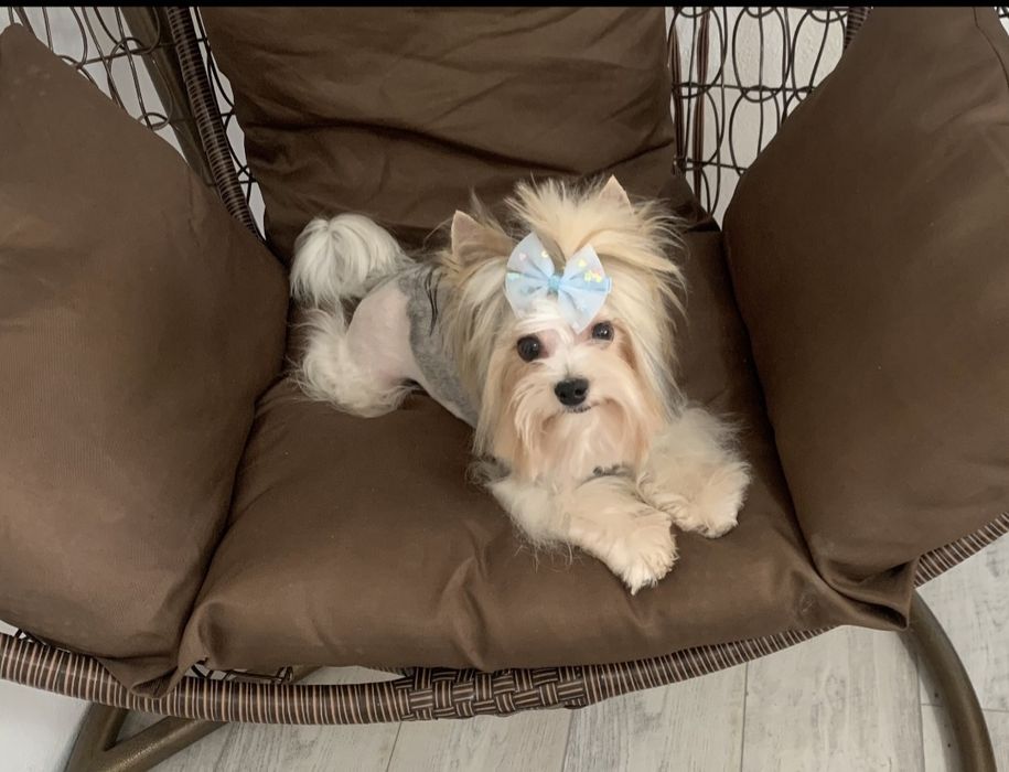 Бивер териер ,йоркширски териер ,йорки