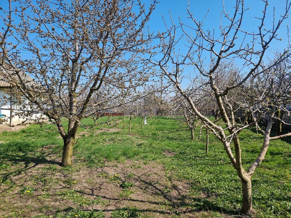 Casă bătrânească cu livadă generoasă, într-o zonă liniștită – aproape de Roman, jud. Neamț