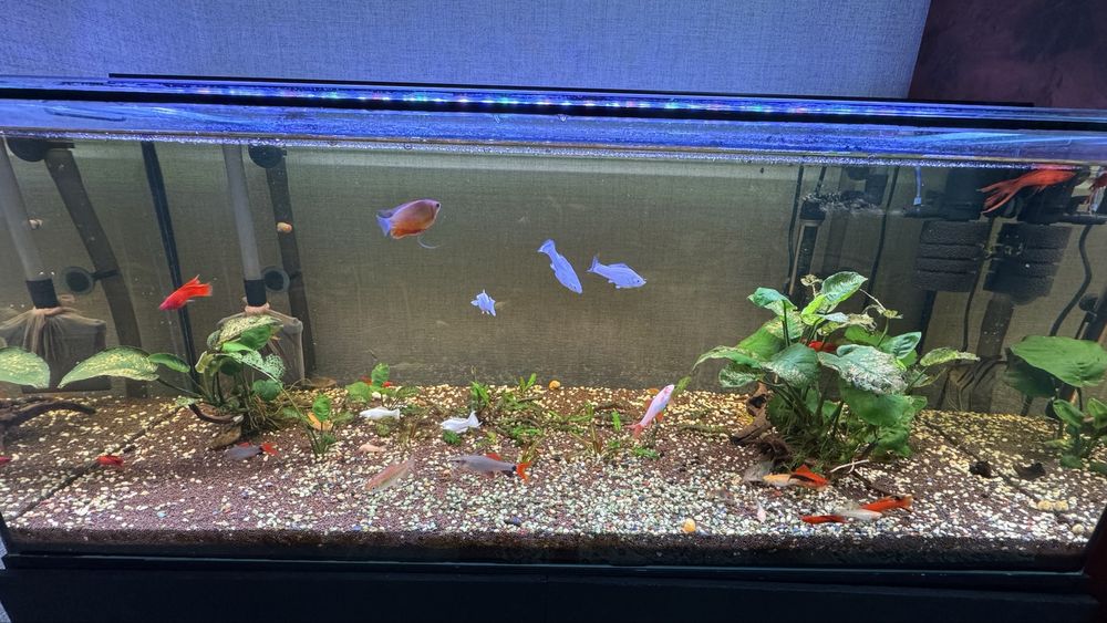 Продается аквариумные рыбы
