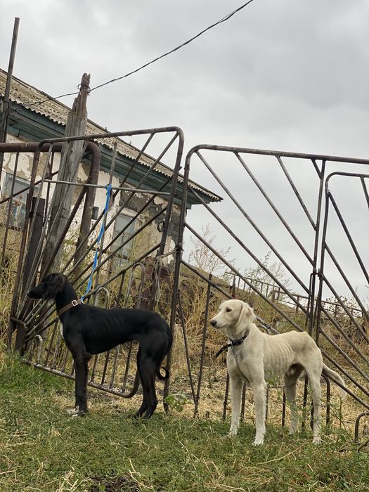 Өскемен Тазы 2,5 жасар