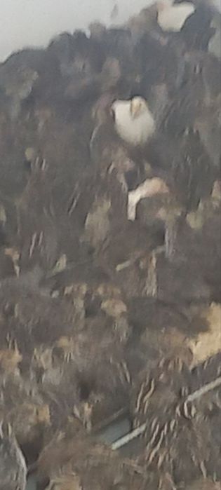 Bedanalar katta kichik