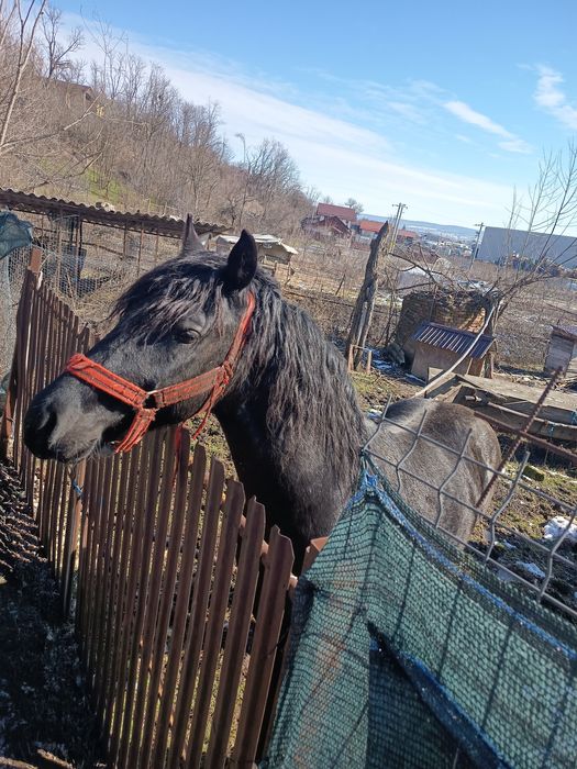Vând mânz ,2 ani ,metis frizian și lipițan
