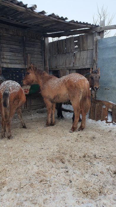Жабағы Еркек сатылады.