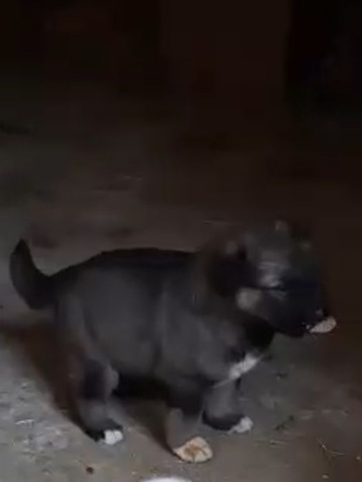 Ciobanesc carpatin cu pedigree tip A