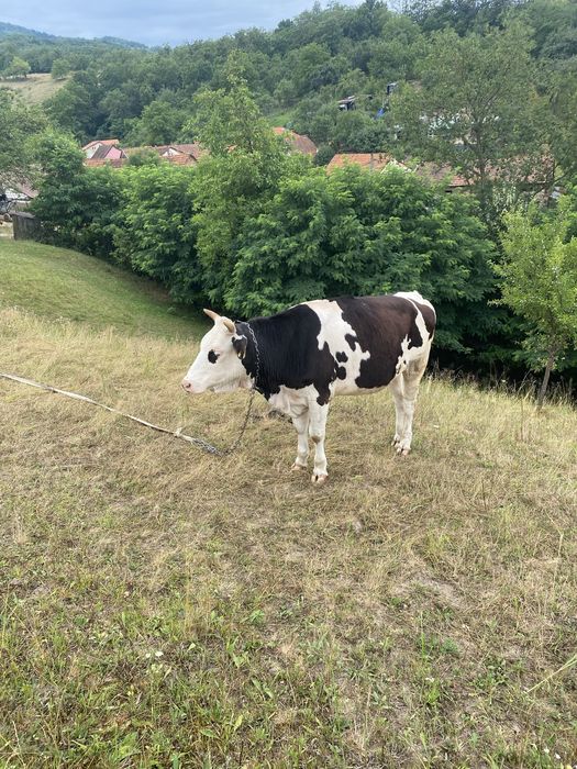 Vand juninca, pret ngociabil ,pretul poate fi negociat pe telefon si la momentul cumparari