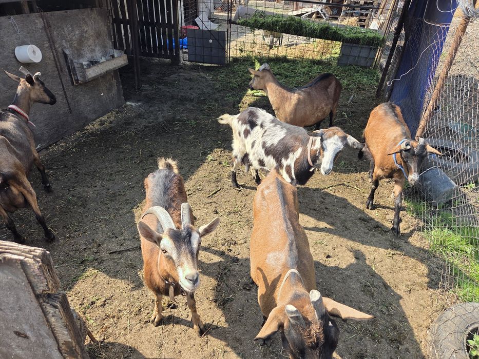 Vând capre Alpine Franceze – bune de lapte