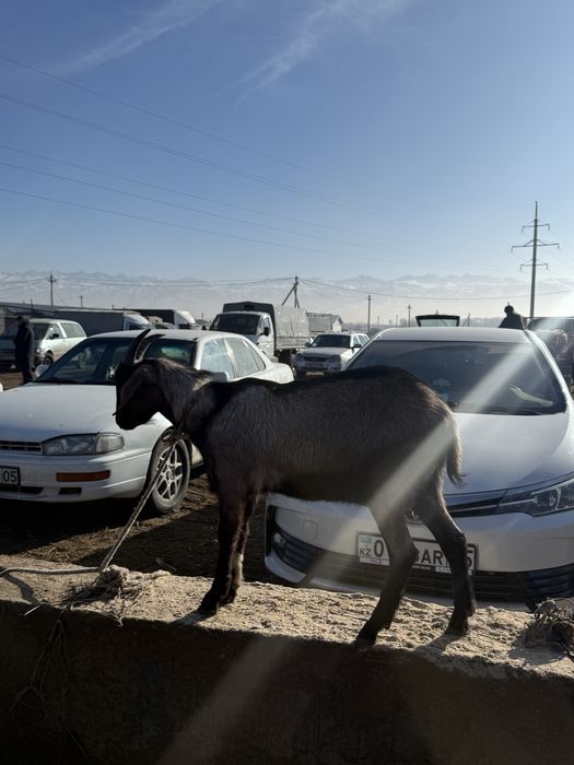 Асыл лақ теке сатылады