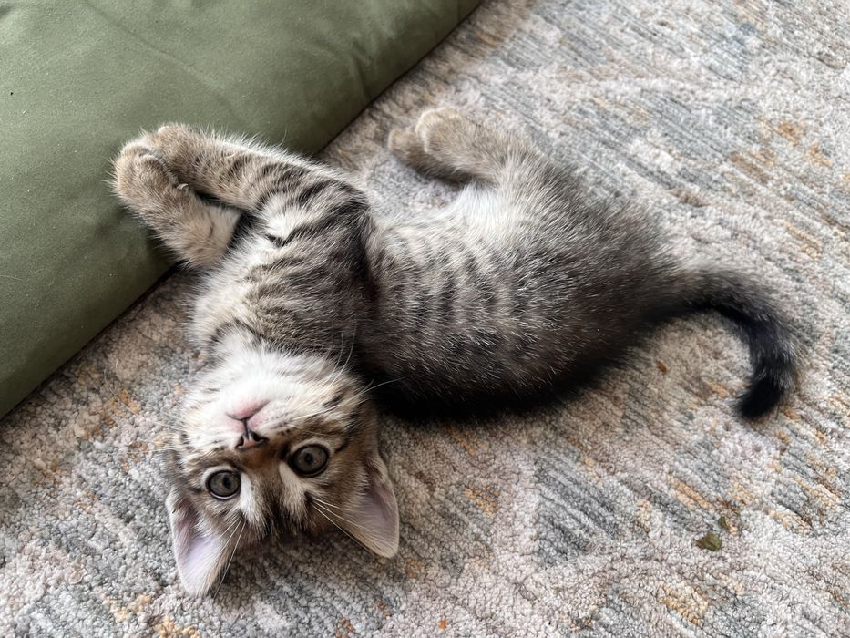 Отдам милых котят в добрые руки!