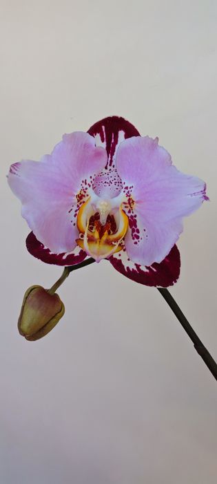 Продам Phal. bleak piano