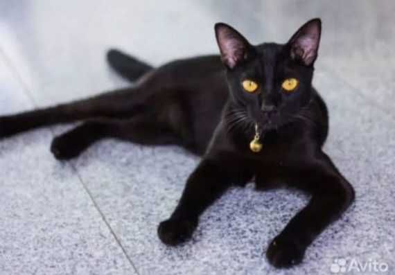 Уникальные котята