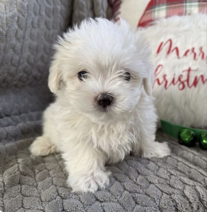 Bichon maltez mascul