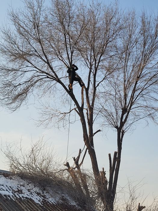 Спил деревьев обрезка плодовых деревьев