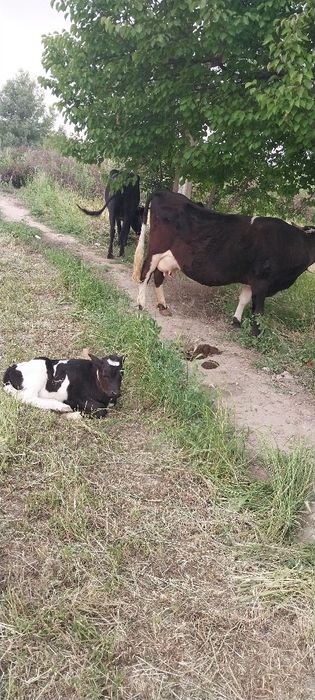 Ona bola sutlik sigirlar va hòkizlar bor