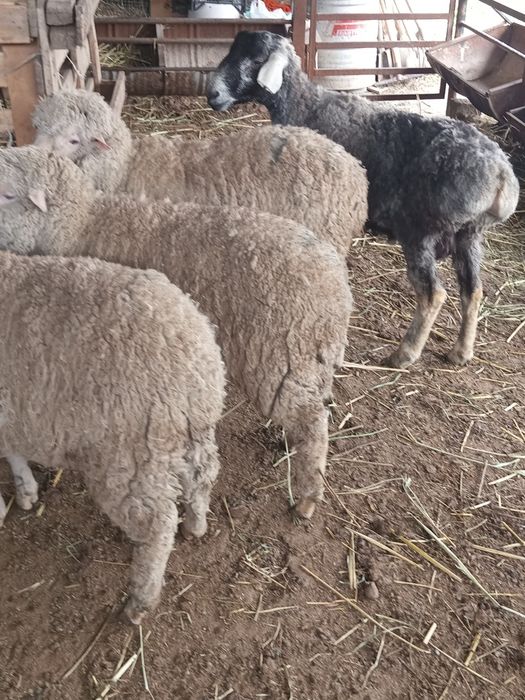 Қошқар және мерионастар сатылады.