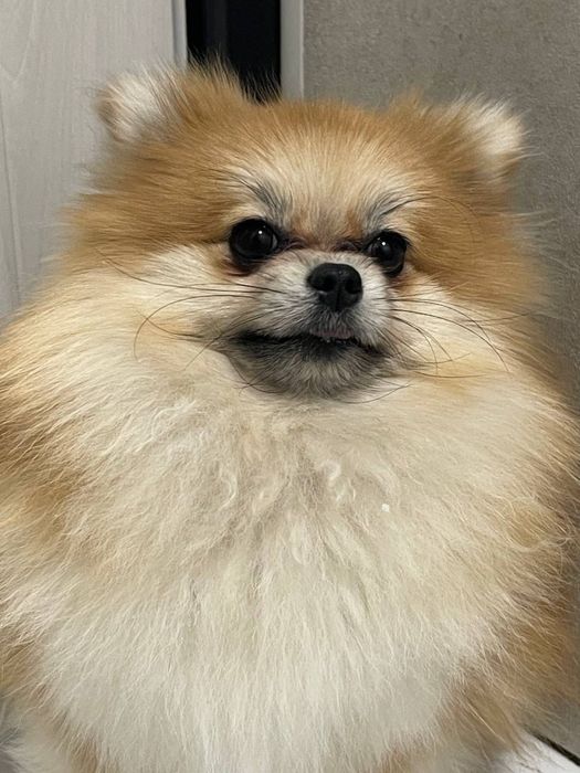 Помиранский шпиц