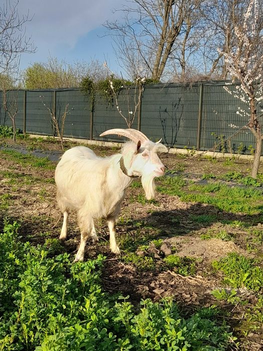 Vand tap saanen si capra alpina