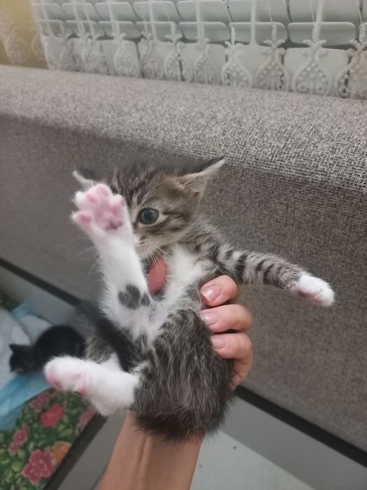 отдам трех котят