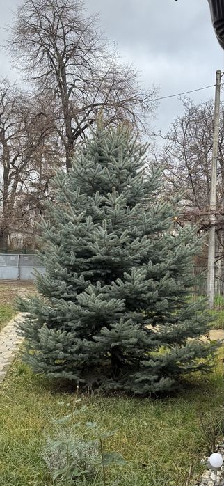 Brad natural argintiu 4 metri Iasi