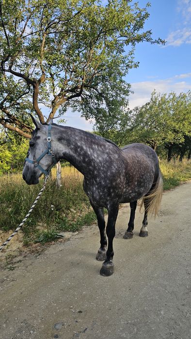 Iapă de echitație Frizian x Lipitan