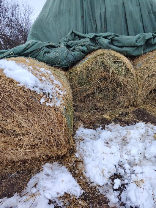 Vând lucerna coasa a3a