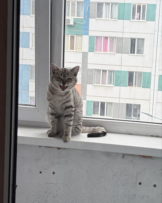 Шотландец мальчик 1 год