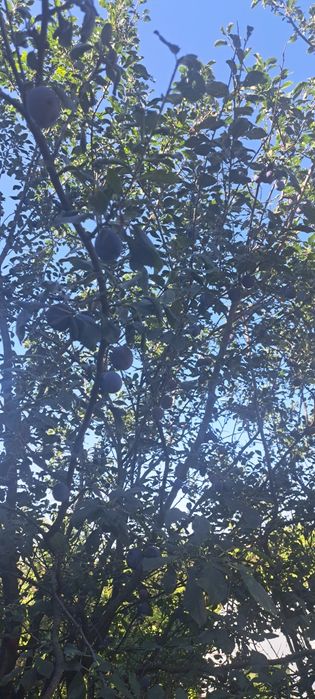 Prune calitate superioara