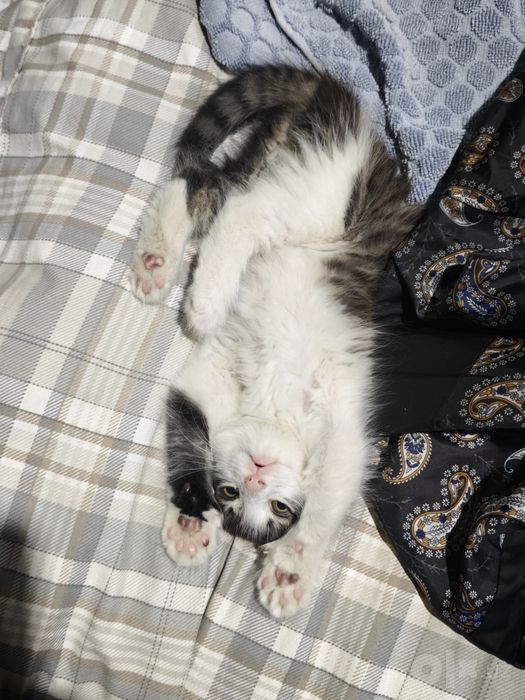 Мушукча зоти скотиш фолд