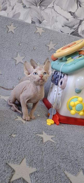 Котята канадского сфинкса